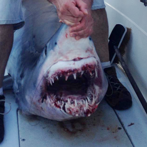 mako, shark, shark fishing, Tournament Master Chum, chum, Rhode Island, Snug Harbor Marina
